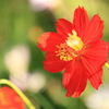 野性的な美しさ・・花言葉にあり