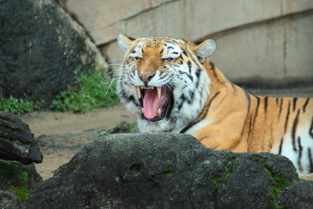 唸る大猫・・トラ