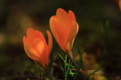 花電燈