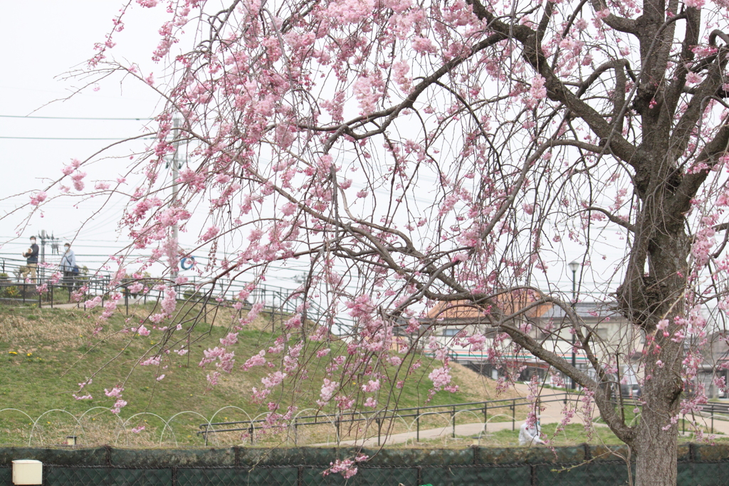 枝垂れ桜