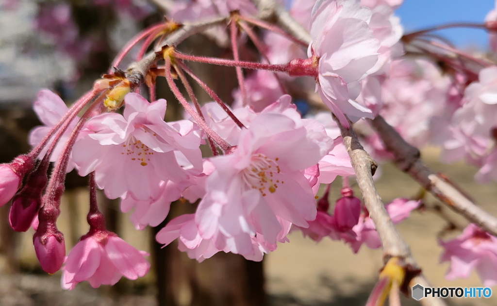 枝垂れ桜