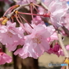 枝垂れ桜