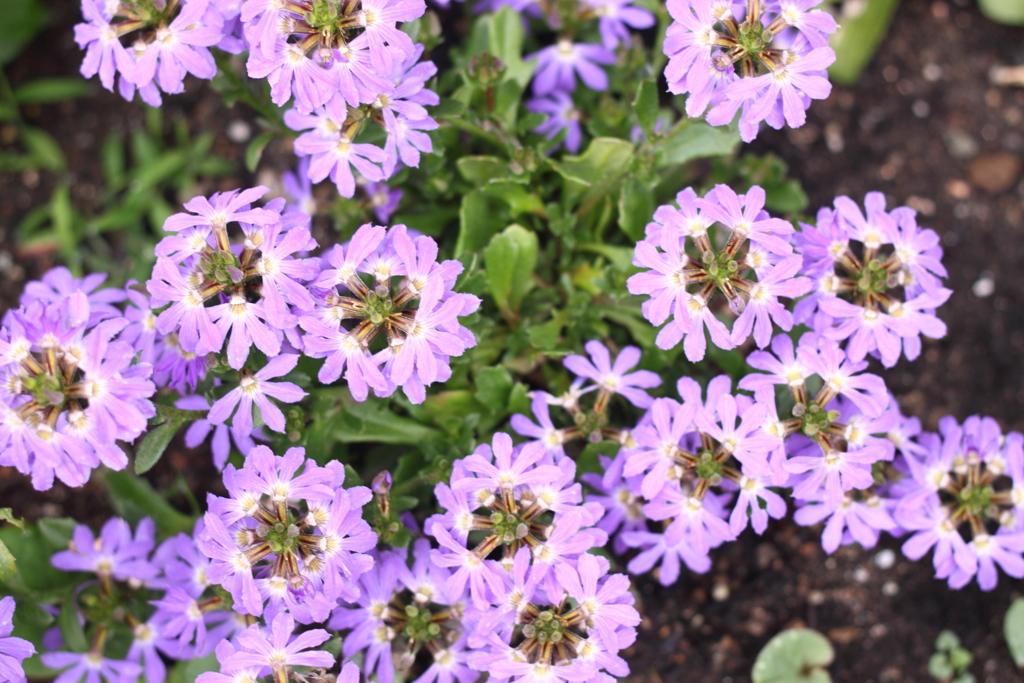 サンクエールさん・・おはよう～　＾＾