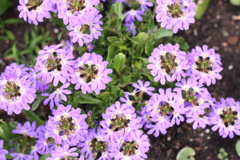 サンクエールさん・・おはよう~ ^^