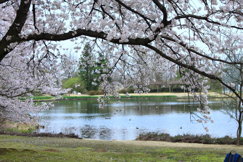 平日の植物園ゆったりお花見