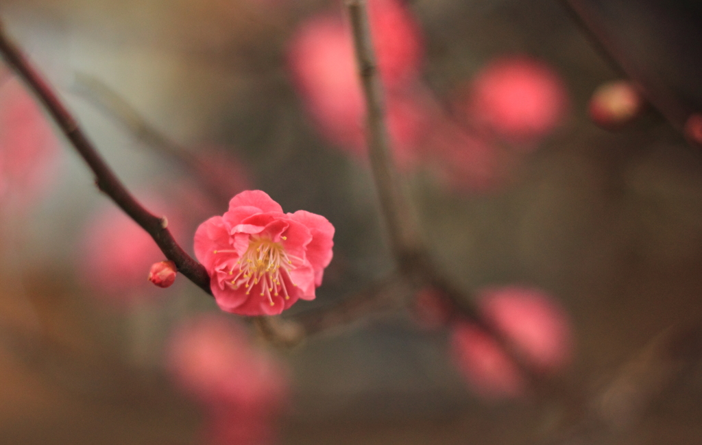 八重寒紅梅