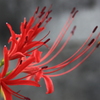 いつのまにやら彼岸花 ^^