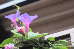 高い所に朝顔　＾＾