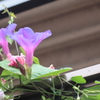 高い所に朝顔　＾＾