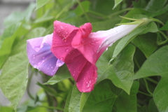 雨に打たれるアサガオ
