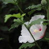 木槿　