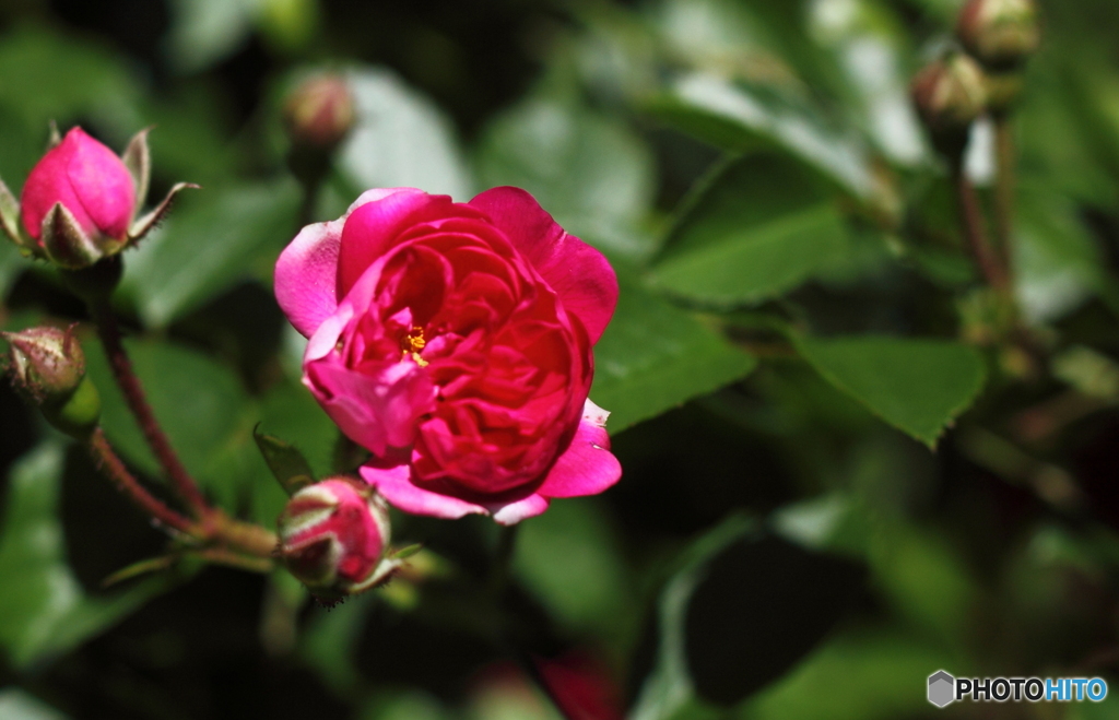 今年のバラは薔薇らしくない・・小さくて花びらが変