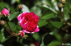 今年のバラは薔薇らしくない・・小さくて花びらが変