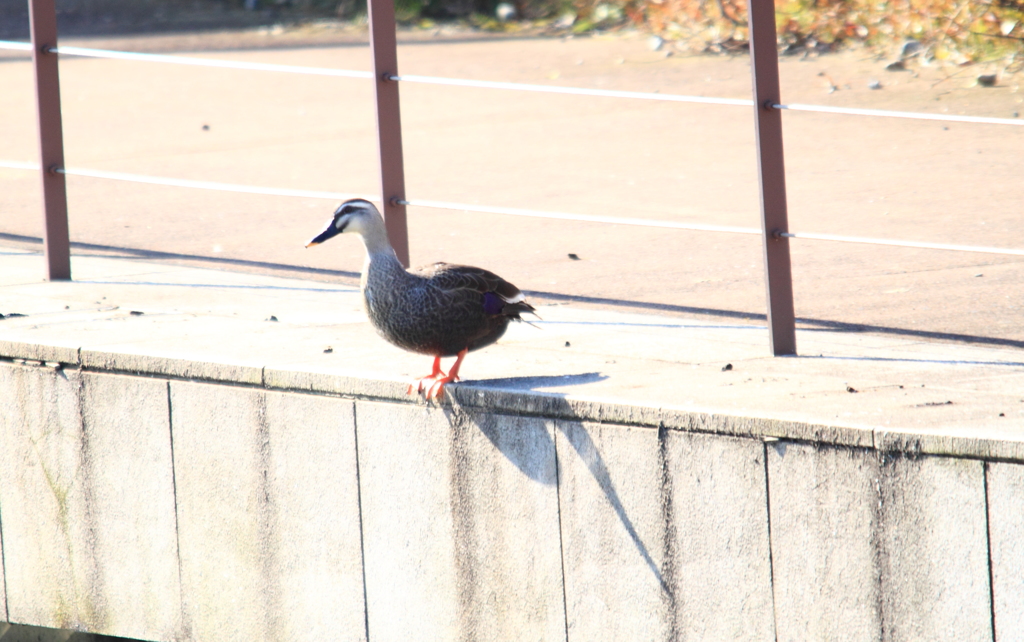 飛び込み２秒前