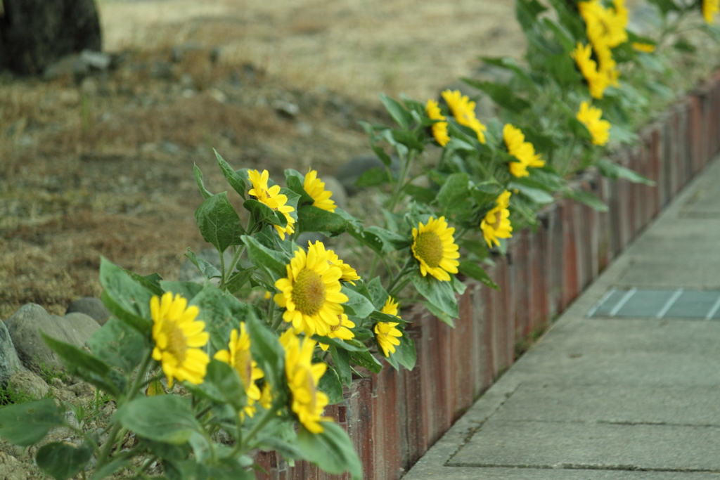 道沿い花壇のヒマワリ