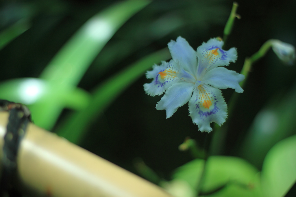 木蔭にひっそり憩うシャガの花