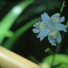木蔭にひっそり憩うシャガの花