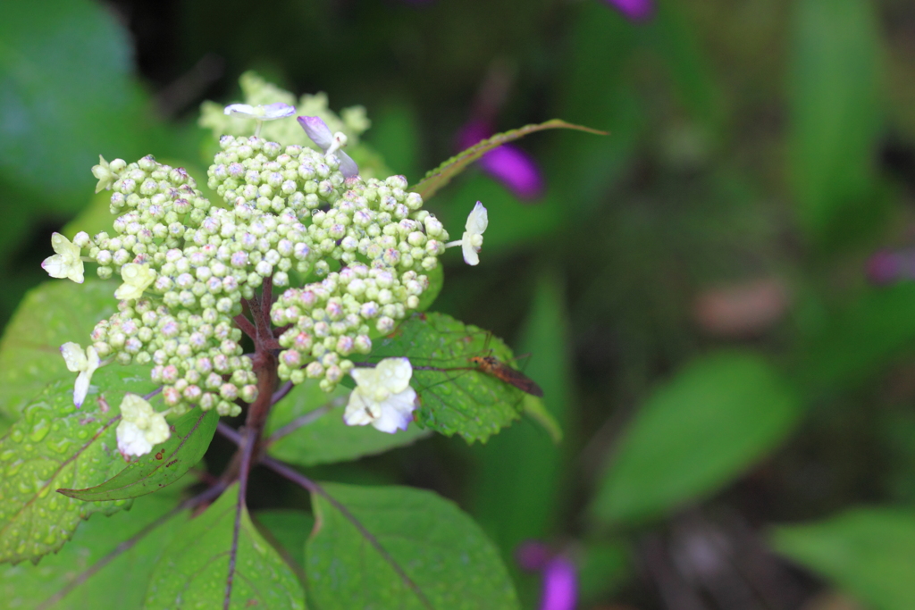 咲き始め・・甘茶紫陽花