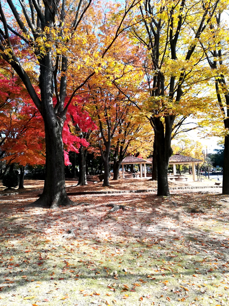 秋の公園散策　２