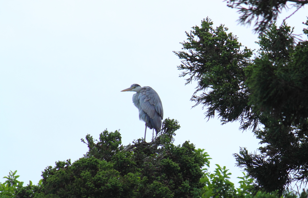 ２６日の見張番　＾＾