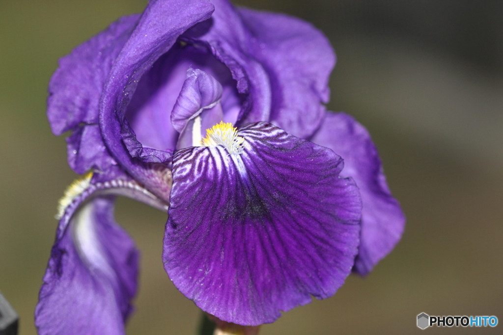 見れば見るほど複雑なイチハツの花？