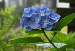 ことし咲いた紫陽花は青が目立ってる
