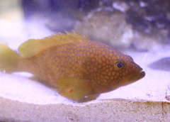 君はキジハタ君・・富山湾のお魚