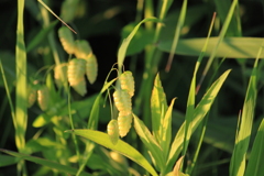 朝陽が眩しい小判草