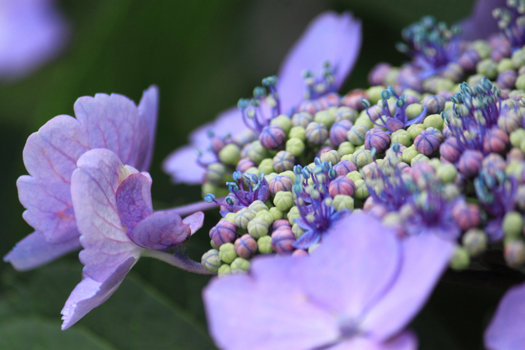 なぜか惹きつける紫陽花