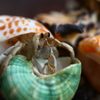 オカヤドカリくんの引っ越し