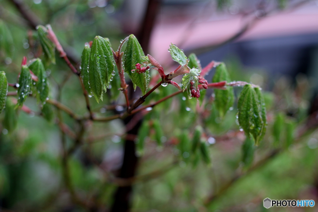 ハウチワカエデの雨の朝