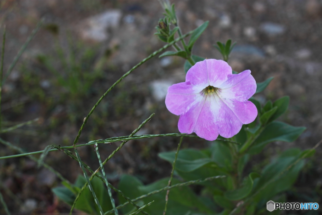 散歩道の花　２