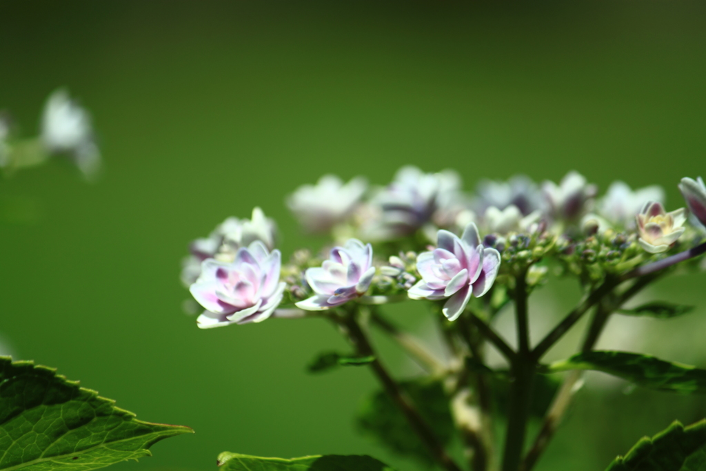 紫陽花・・雨に歌えば