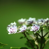 紫陽花・・雨に歌えば