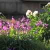 朝陽が眩しいお花たち＾＾