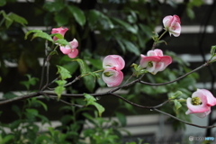 雨の日は・・なお可愛く