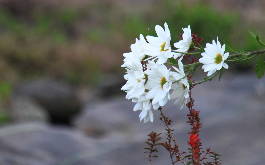 散歩道の小菊