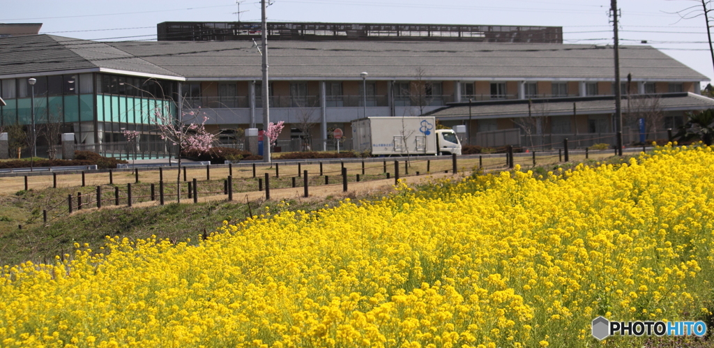 黄色の絨毯・・菜の花