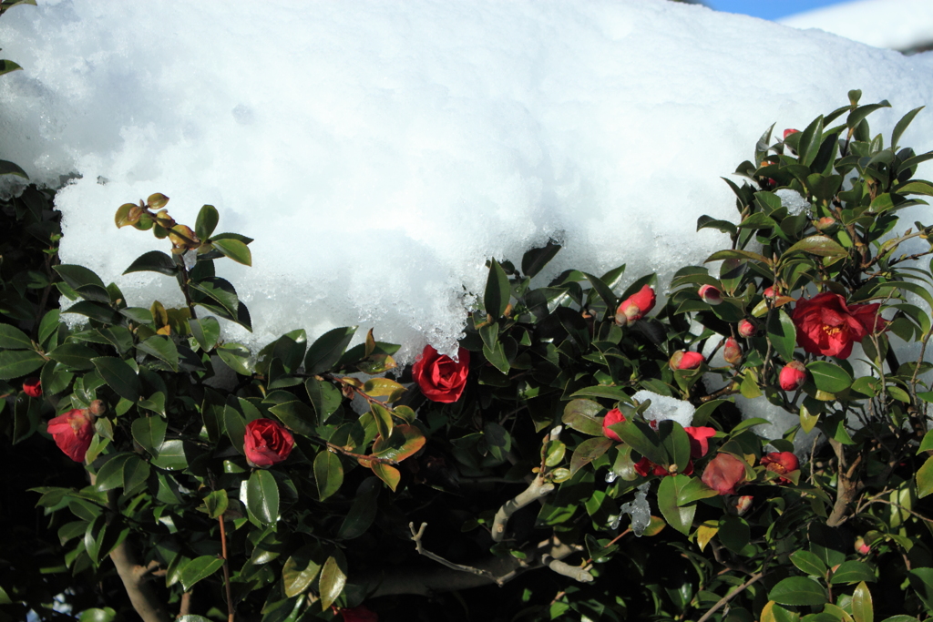 雪が重いよ～と嘆いてる山茶花　