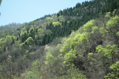 若葉が香る飛騨の山