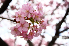 河津桜