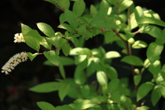 朝陽を受けるヤマチャガラ