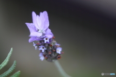 気品を感じるラベンダーの花