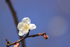 白梅