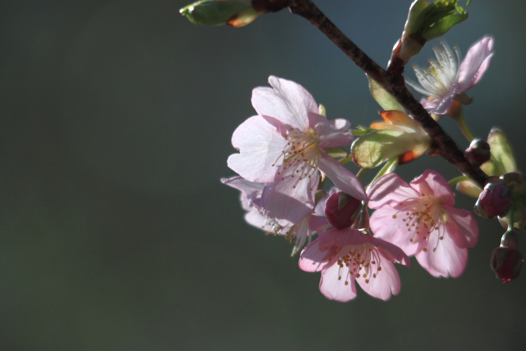 透ける美　河津桜　