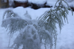 音もなく降る雪