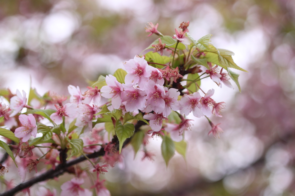 河津桜さん、お疲れさま～