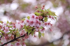 河津桜さん、お疲れさま～