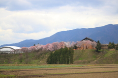 桜咲く風景・・城端