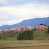 桜咲く風景・・城端